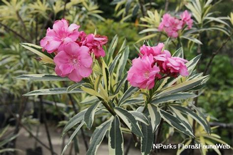 Nparks Nerium Oleander Variegated