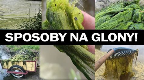 Glony W Oczku Wodnym I Stawie Jak Si Pozby Sposoby Youtube