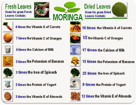 GirlsAffair: Health Benefits of Morninga Plant (moringa oleifera)