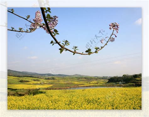 又是一年油菜花开图片素材 编号09038281 图行天下