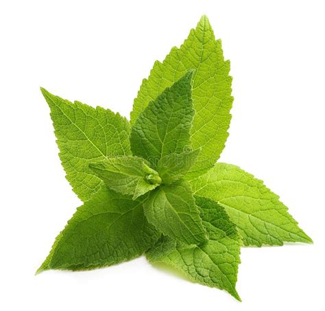 Green Mint Leaves Isolated Stock Image Image Of Green