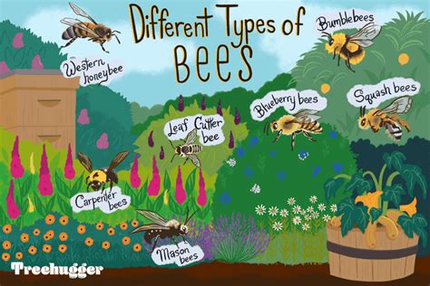 How To Identify Different Types Of Bees