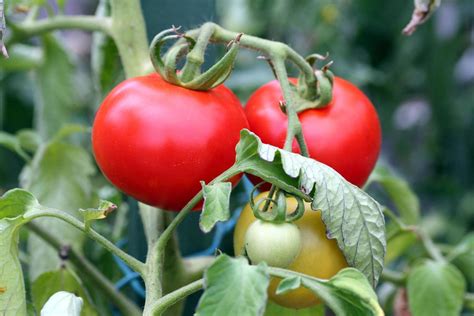 Tomato Plant Stock Photos, Images and Backgrounds for Free Download