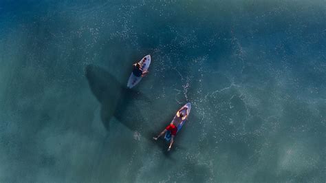 What to Know About Sharks While Surfing — Isla Surf School