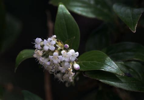Hedyotis leschenaultiana – eFlora of India
