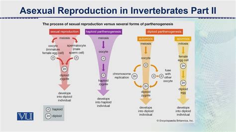 Parthenogenesis Asexual Reproduction