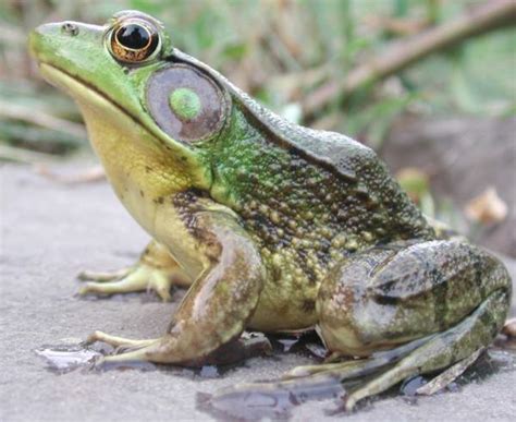 Northern Green Frog Facts And Pictures