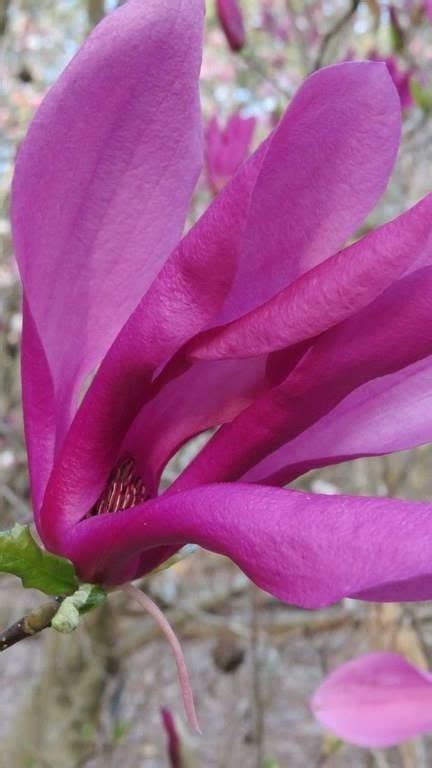 20 Dwarf Magnolia varieties | Planting shrubs, Backyard landscaping ...