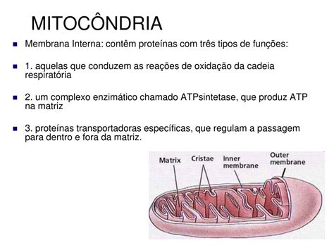 PPT MITOCÔNDRIAS PowerPoint Presentation free download ID 4808363