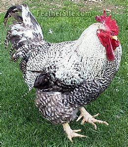 Differences Between A Black Sex Link Cockerel And A Cuckoo Maran Backyard Chickens Learn
