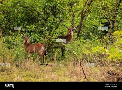 Wild Life Animals In Mole National Park The Largest Wildlife Refuge Of