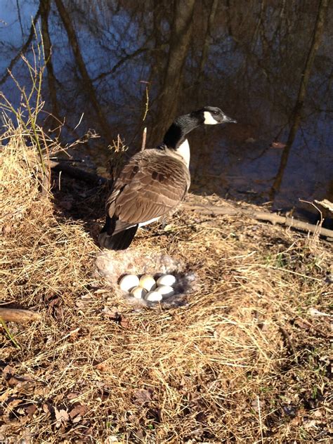 Canada Goose Nest With Six Eggs Stephen Davies Flickr