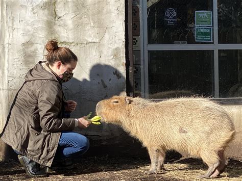 Got to play with and feed the capybaras at my zoo today. Best Christmas ...