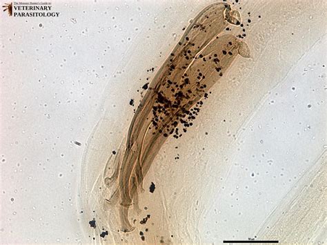 Ostertagia Sp Roundworms Monster Hunters Guide To Veterinary Parasitology