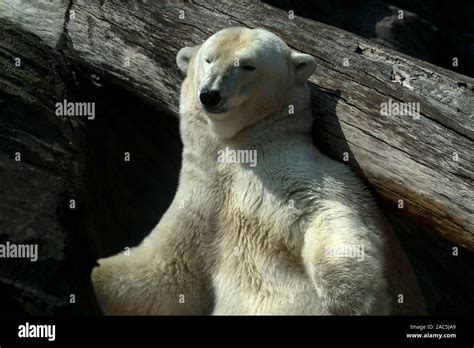 Polar Bear Close Up Portrait Detail Stock Photo Alamy