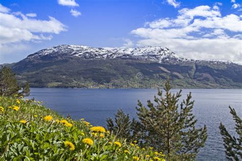 Norway, spring plants view stock image. Image of isle - 73109931