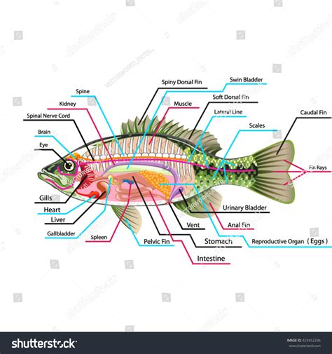 Fish Muscles Anatomy: Over 69 Royalty-Free Licensable Stock Illustrations & Drawings | Shutterstock