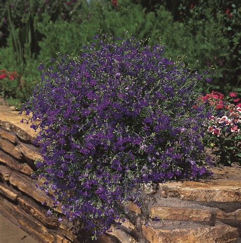 LOBELIA pendula REGATTA MARINE BLUE - Muller Seeds