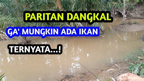 Ga Percaya Mancing Ikan Keting Di Paritan Dangkal Mbahtransmancing