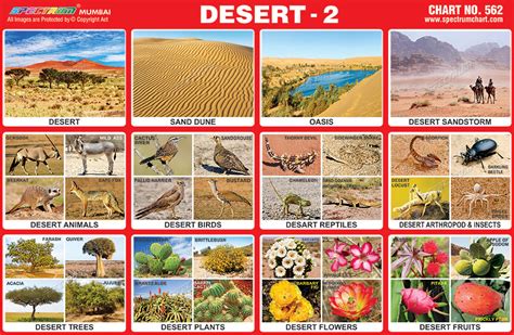 Desert Habitat Anchor Chart