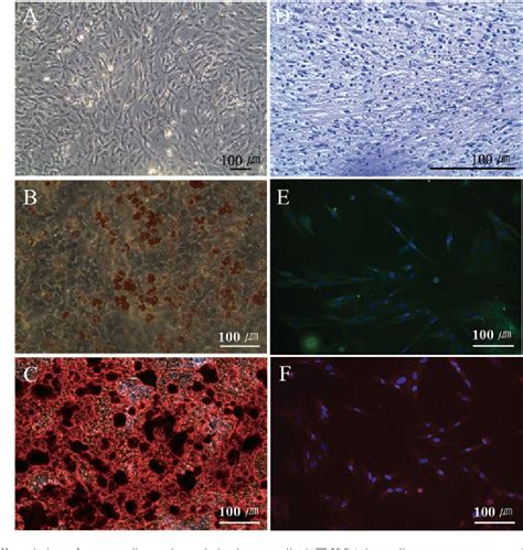 Figure 1 From Characteristics Of Mouse Adipose Tissue Derived Stem