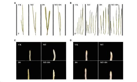 Dab Histochemical Detection Of H O In Triticale Plant Parts A