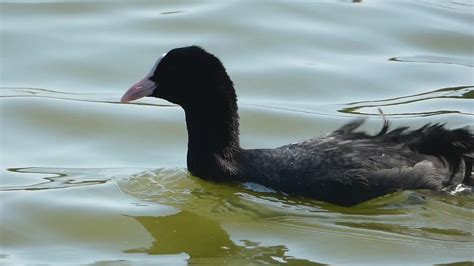 P Oiseau Aquatique Foulque Macroule Lac Nage Flickr