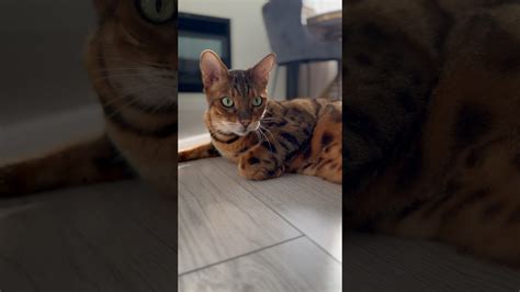 Мы Вам желаем 😻прекрасного дня!!!🌞 #бенгальскаякошка #бенгал # ...