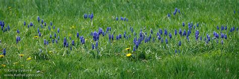 Montana Wildflowers #6