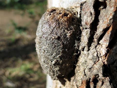 Emperor Gum Moth Cocoon Project Noah