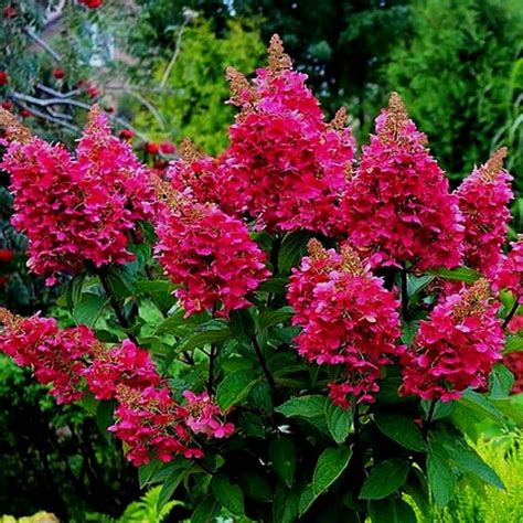 Гортензии ШТАМБЫ: Hydrangea paniculata Magical Vesuvio-Гортензия ...
