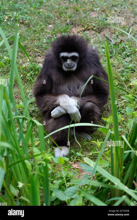 Monkey Hands Hi Res Stock Photography And Images Alamy