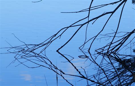 Free Images Tree Water Nature Branch Sky Lake Wind Reflection