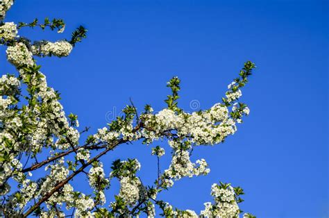 Close Up Of Sour Cherry Prunus Cerasus Blossoms In Spring Stock Photo