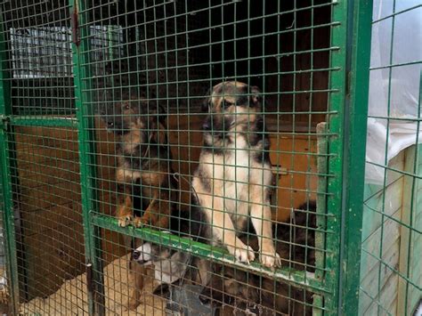 Cachorro Em Abrigo De Animais Cachorro Sem Teto Na Gaiola Foto Premium