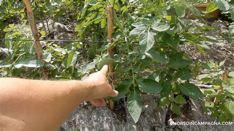 Come Legare I Pomodori Con Il Filo Di Ferro 5 Un Orso In Campagna