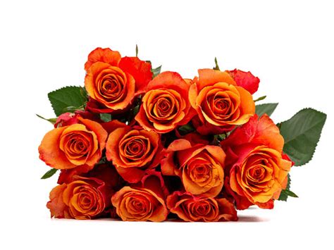 ESPANA - Karen Roses