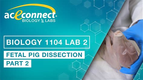 Biology Lab Fetal Pig Dissection Part 2 Youtube