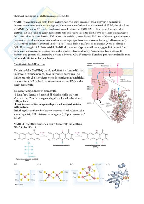 Catena Di Trasporto Degli Elettroni E Fosforilazione Ossidativa