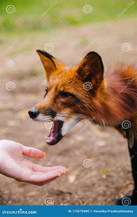 Tame Red Fox Eats From His Hands Stock Photo Image Of Portrait