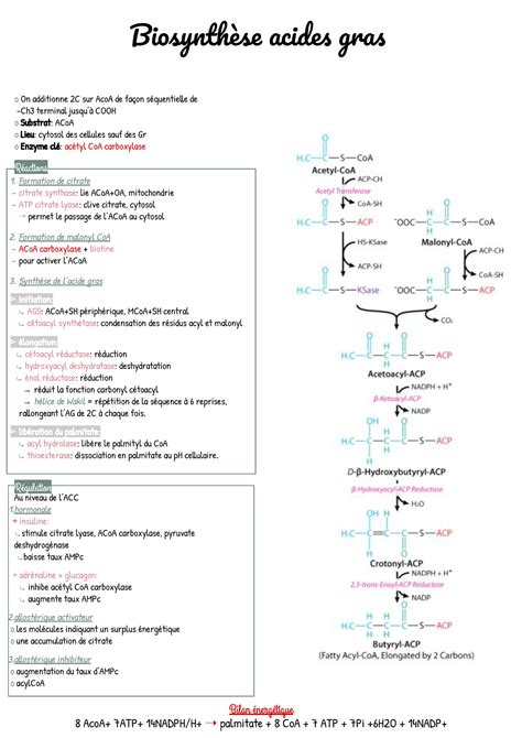 Fiche Cours Biochimie Sur Les Acides Gras Biosynth Se Acides