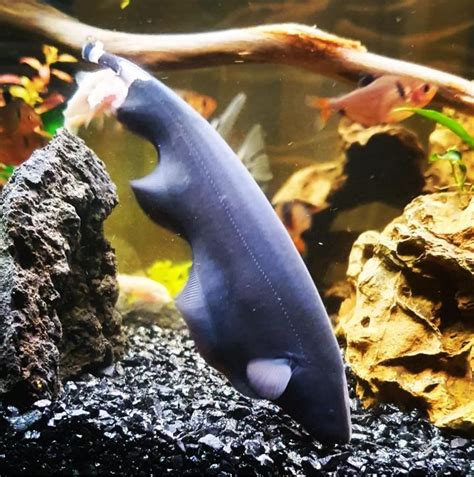 Black Ghost Knifefish Care: Tank Mates, Diseases, Food