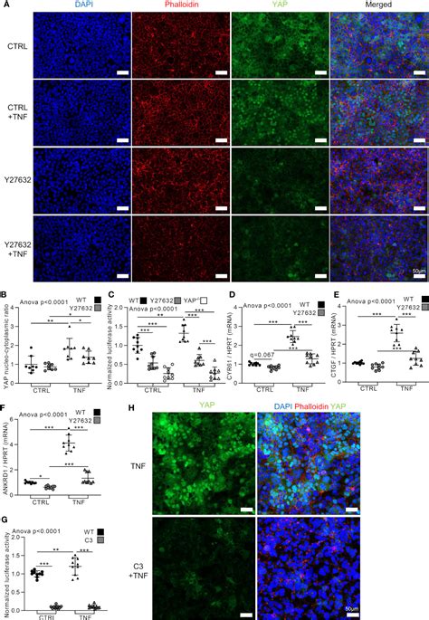 Frontiers YAP Transcriptional Activity Dictates Cell Response To TNF