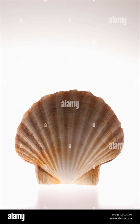 Scallop Shape Hi Res Stock Photography And Images Alamy