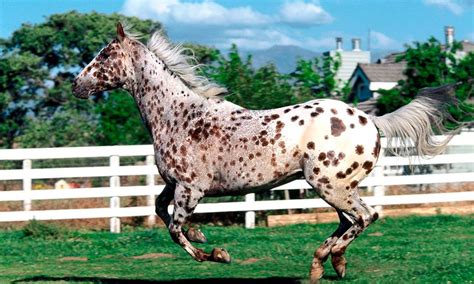 5 Fun Facts About Appaloosas - COWGIRL Magazine Leopard Appaloosa ...