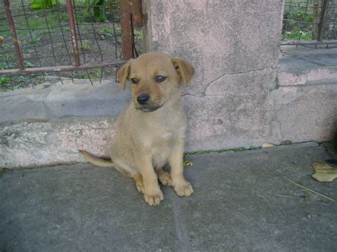 Adoptándonos Muchos Cachorritos Lindos En Adopción