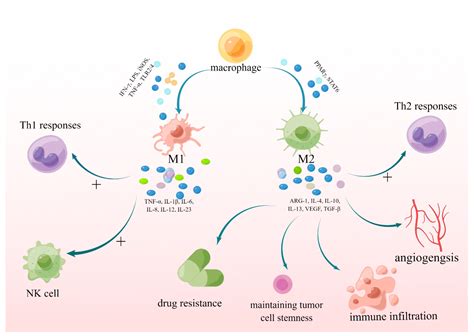 Brain Sciences Free Full Text The Importance Of M1 And M2 Polarized