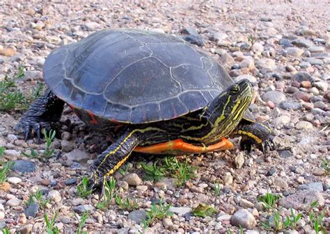 Turtles In Pennsylvania Species That Are Found Here