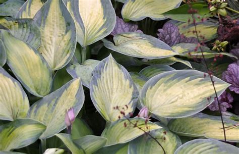 Hosta Paradise Joyce Funkie › Pflanzenreich