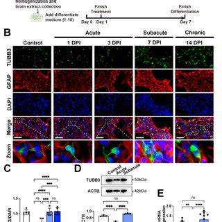 Treating With Rapamycin Promoted The Neuronal Differentiation Of HNSCs